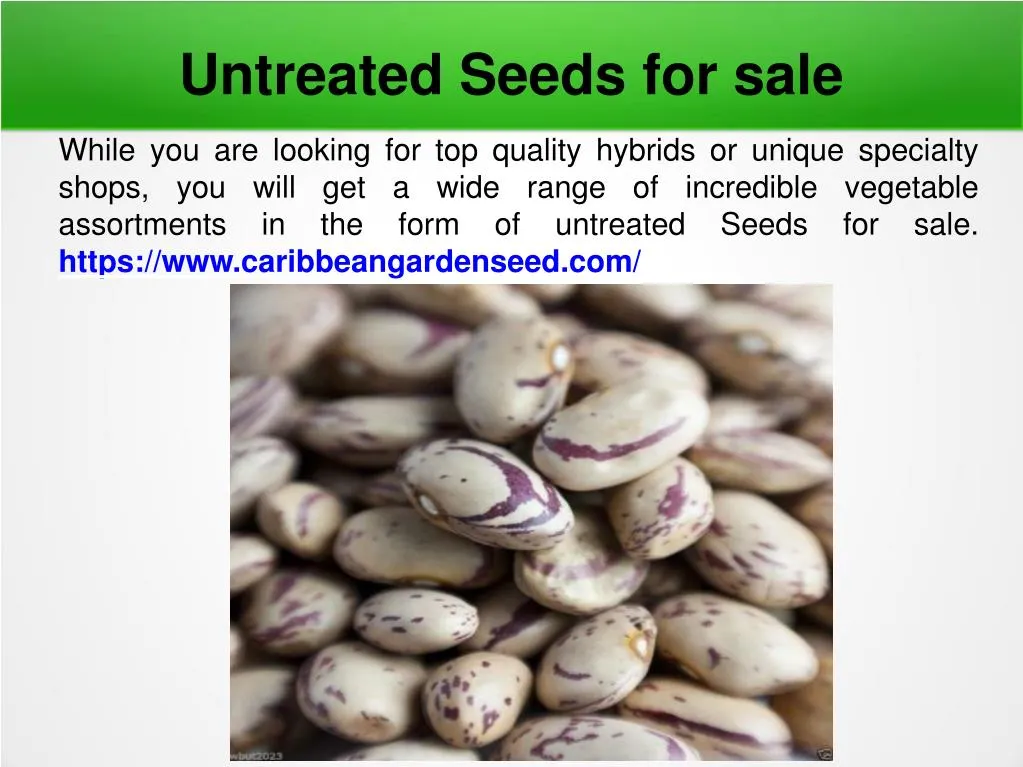 untreated seeds for sale
