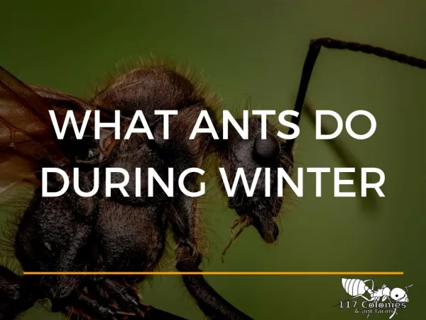 What ants do during winter.