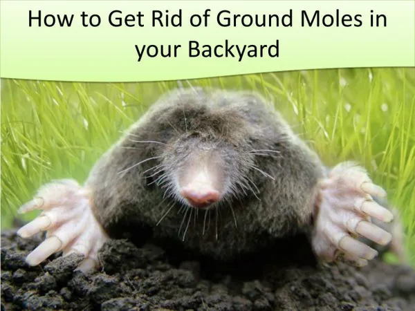 How to Get Rid of Ground Moles in Your Backyard