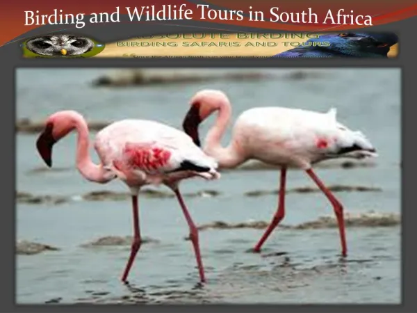 Birding and Wildlife Tours South Africa