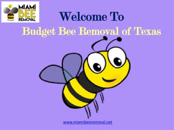 Bee Removal Expert in Miami | Miami Bee Removal Corp