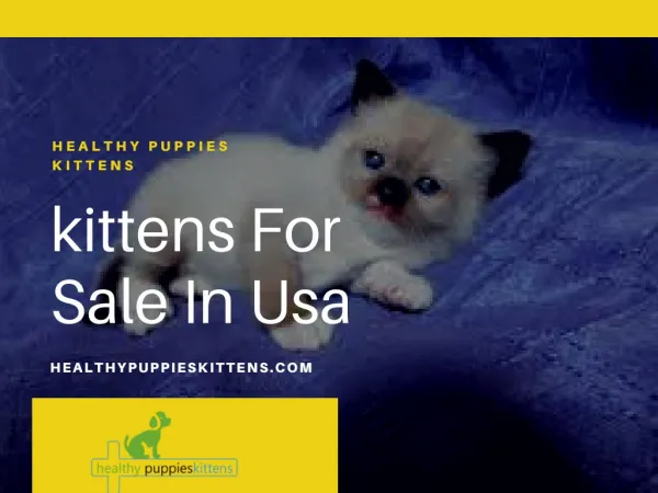 kittens For Sale In Usa