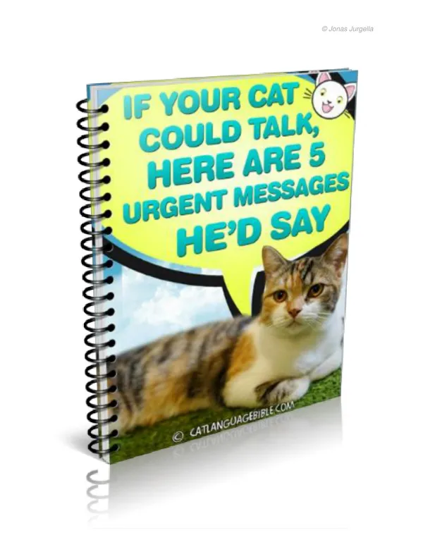How to Talk to Your Cat - Here are 5 Urgent Message He'd Say