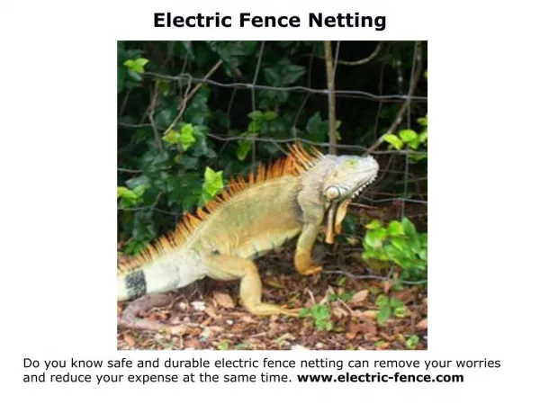 Electric cattle fence