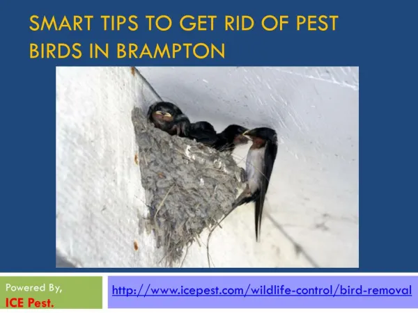 Smart Tips To Get Rid Of Pest Birds