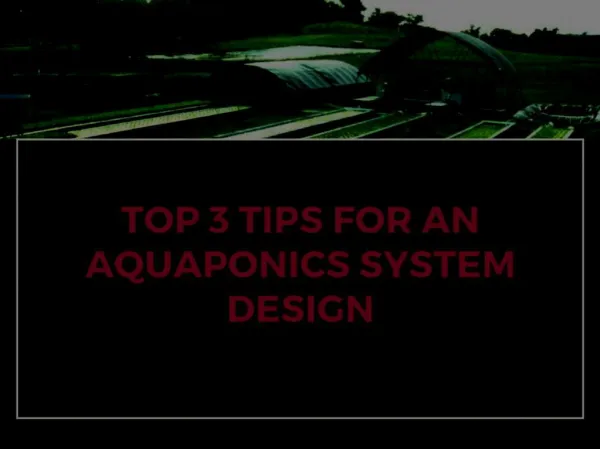Top 3 Tips For An Aquaponics System Design