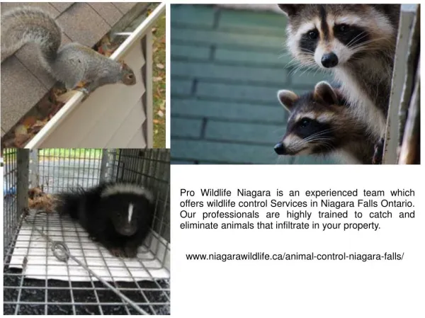 Wildlife Removal In Niagara Falls