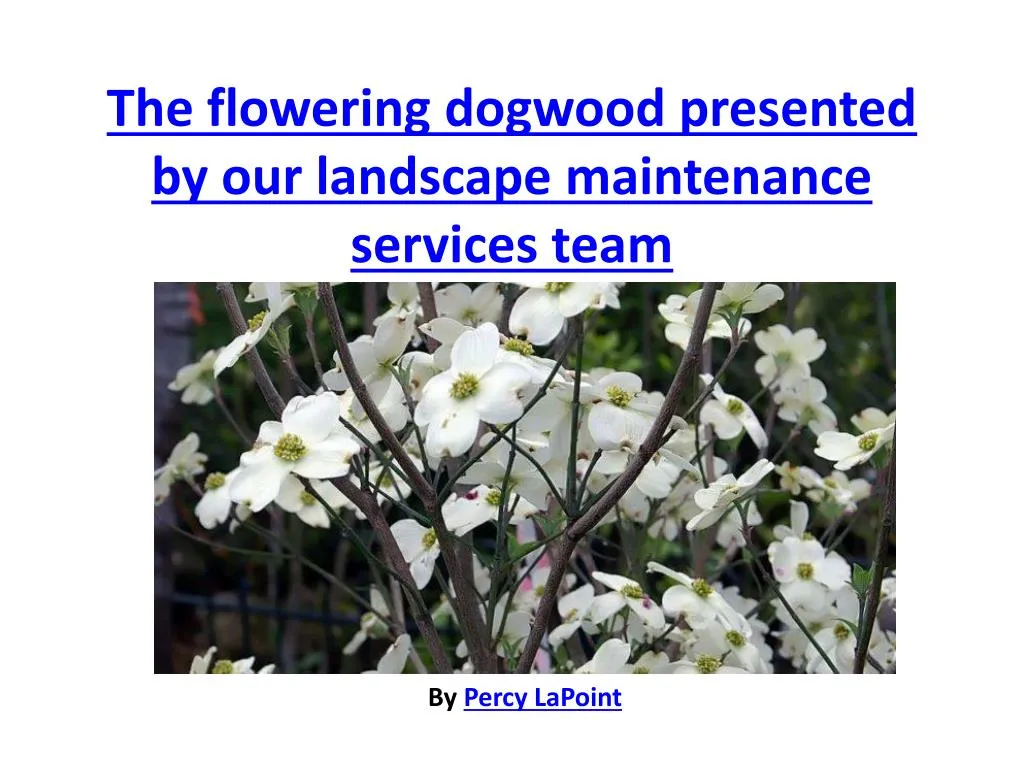 the flowering dogwood presented by our landscape maintenance services team