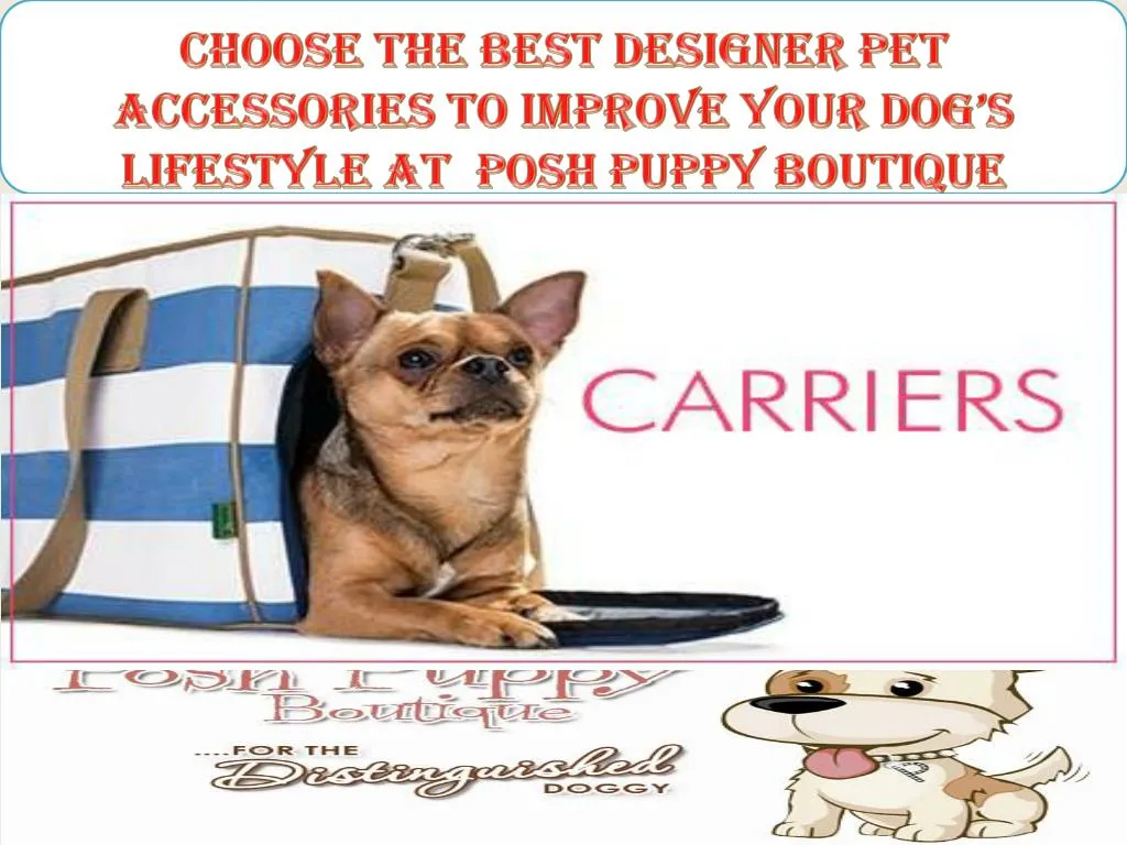 choose the best designer pet accessories