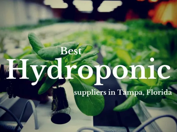 Where to Buy Best Quality Hydroponic Grow Lights in Tampa?