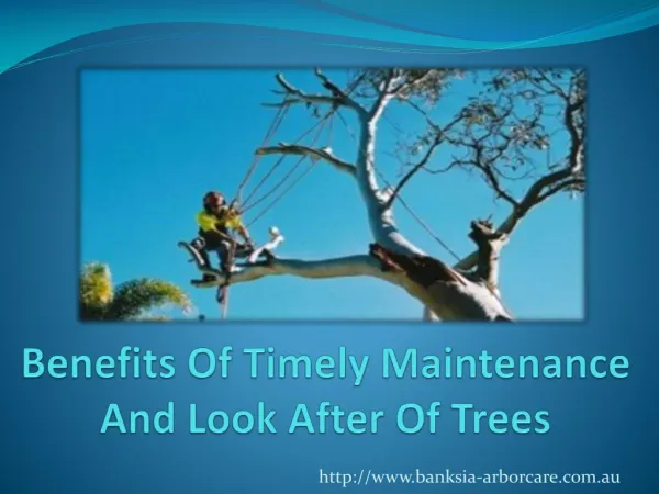 Benefits Of Timely Maintenance And Look After Of Trees
