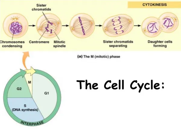 The Cell Cycle:
