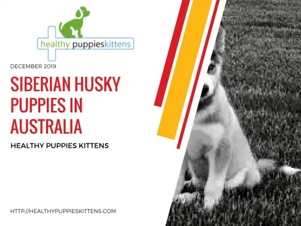 Siberian Husky Puppies in Austral