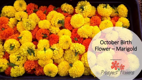 October Birth Flower – Marigold | Prospect Flowers