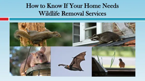 How to Know If Your Home Needs Wildlife Removal Services