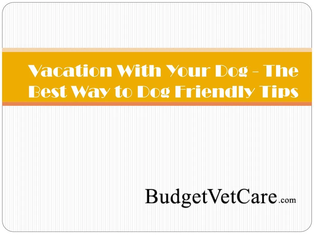 vacation with your dog the best way to dog friendly tips