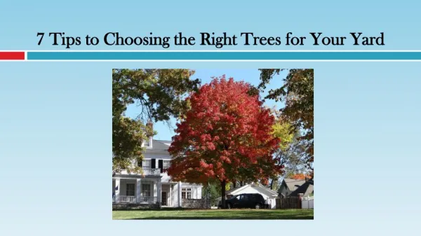 Tips to Choosing the Right Trees for Your Yard