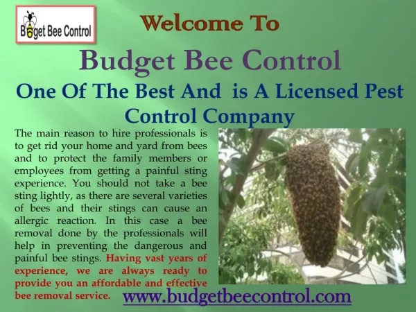 Bee Control, Houston, Bee Hive Removal