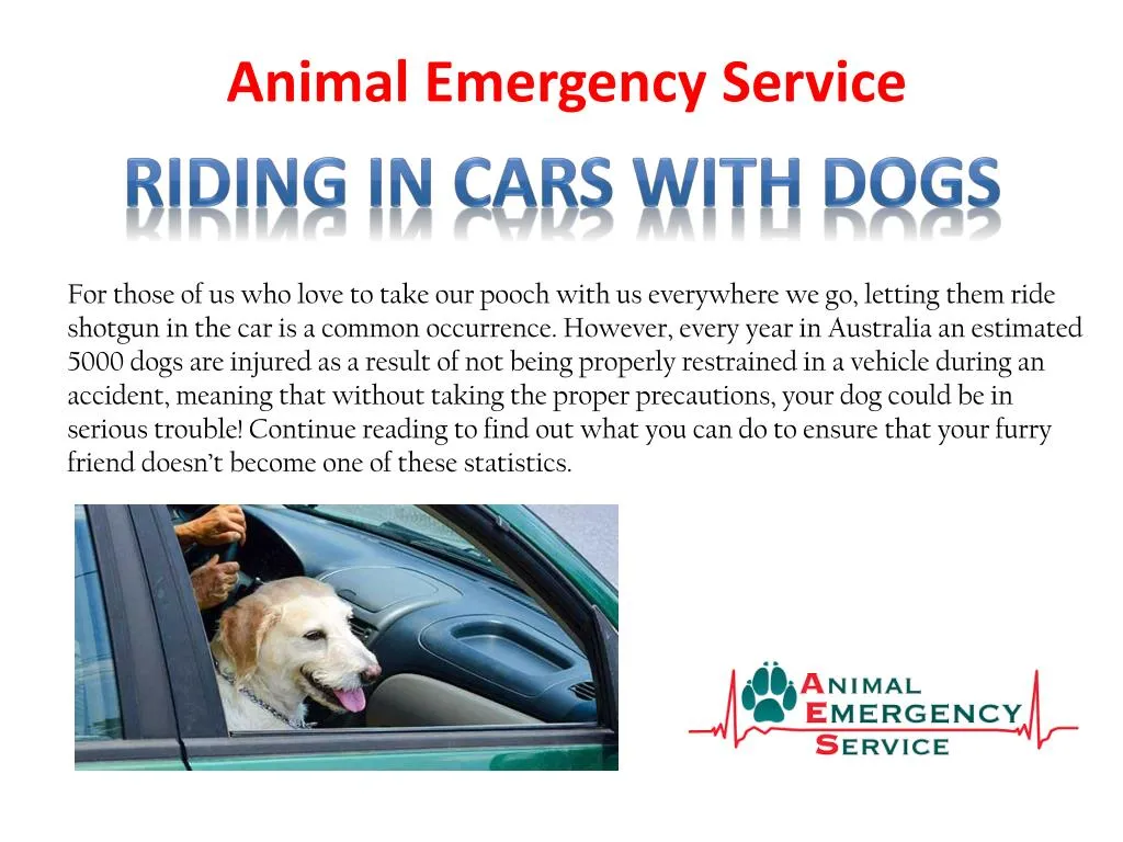 animal emergency service