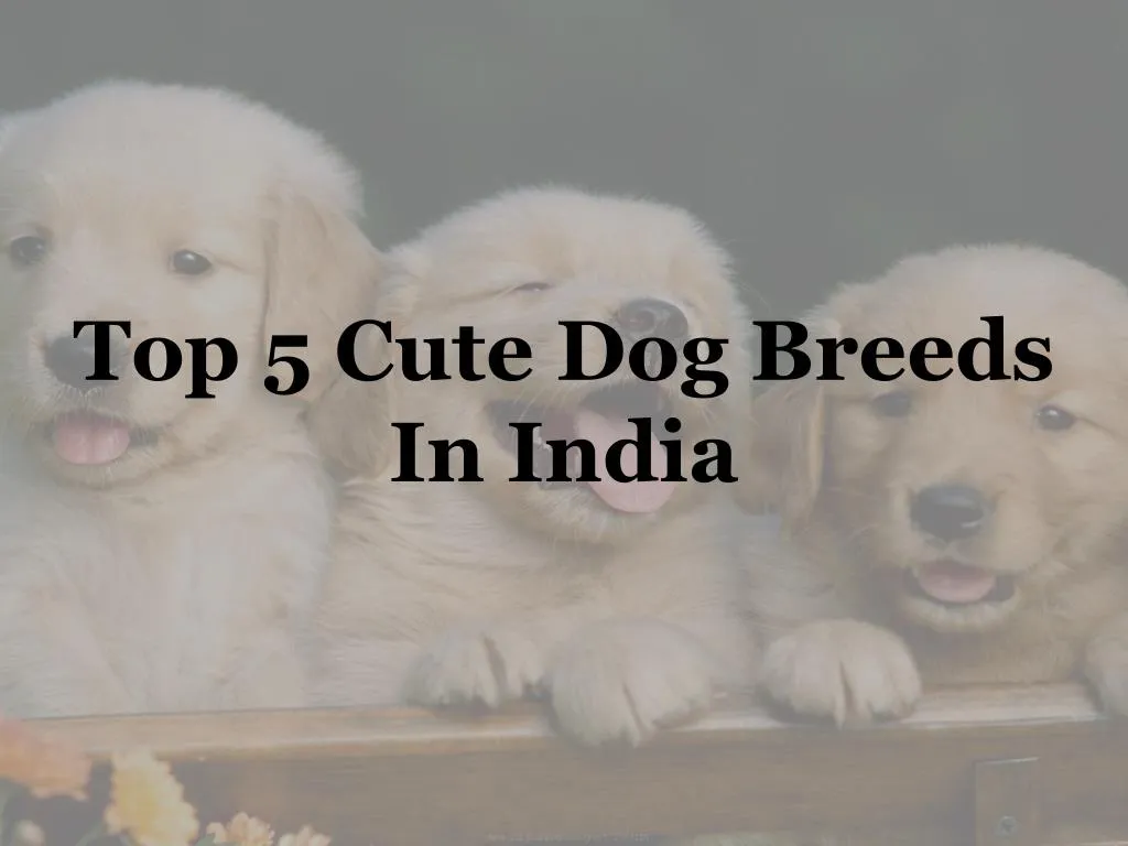 top 5 cute dog breeds in india