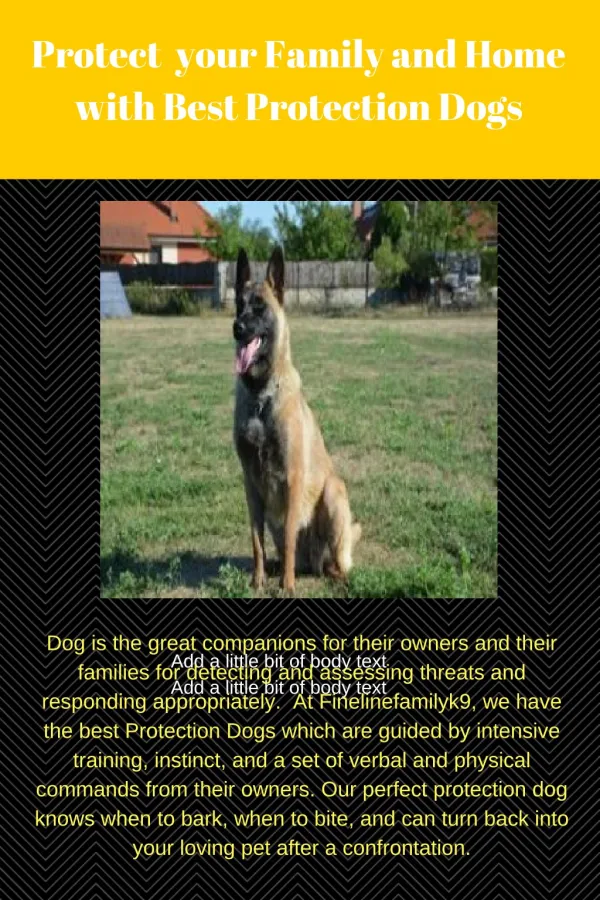 Protect your Family and Home with Best Protection Dogs