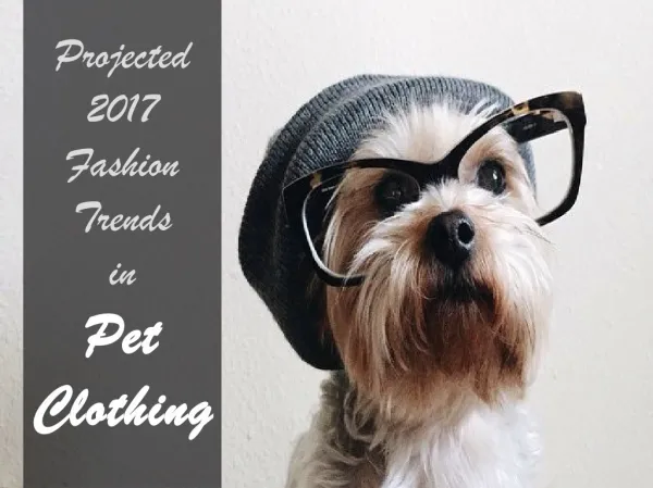2017 Fashion Trends in Pet Clothing