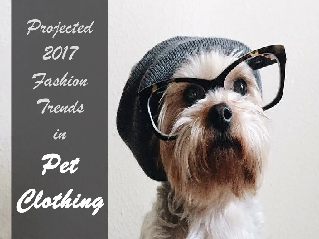 projected 2017 fashion trends in pet pet