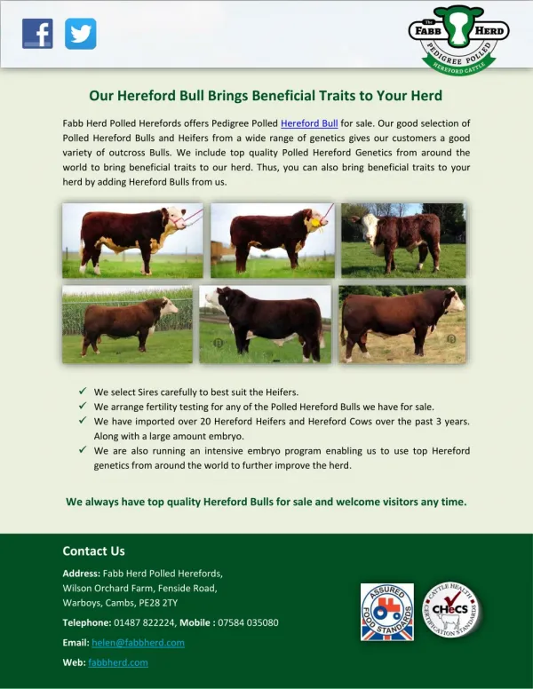Our Hereford Bull Brings Beneficial Traits to Your Herd