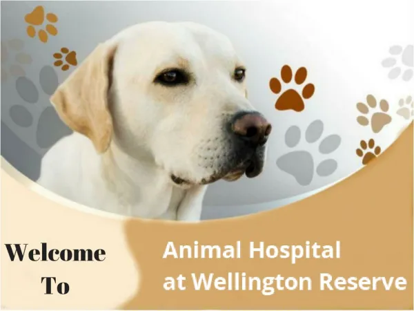 Emergencies Pet Veterinary Care in Wellington