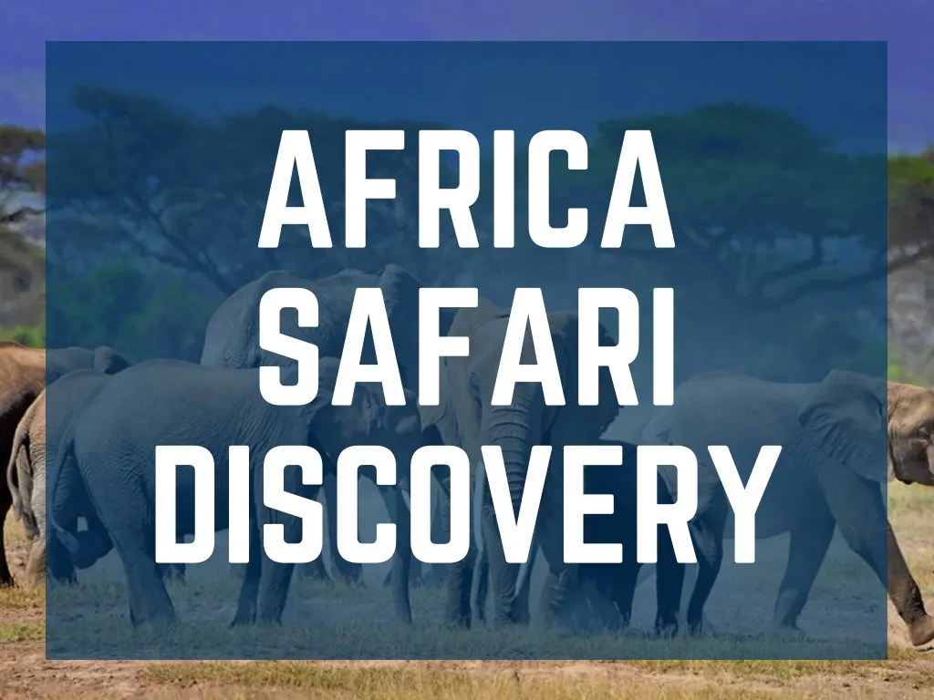 africa safari discovery