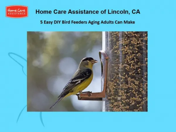 5 Easy DIY Bird Feeders Aging Adults Can Make