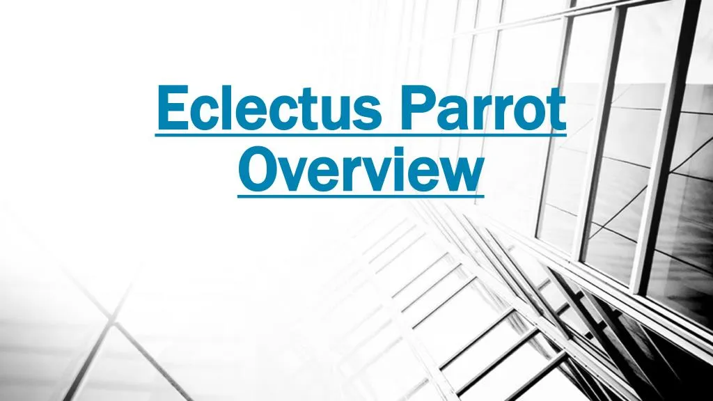 eclectus parrot overview