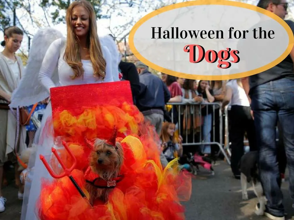 halloween for the dogs