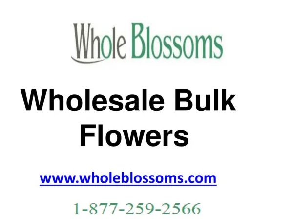 Wholesale Bulk Flowers - www.wholeblossoms.com