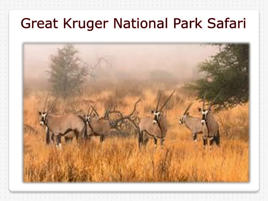 great kruger national park safari