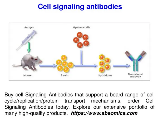 Stem cell antibody