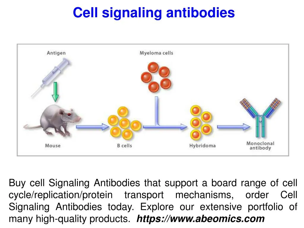 cell signaling antibodies