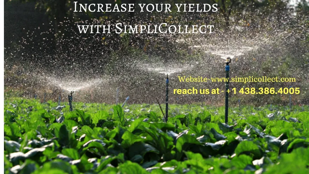 increase your yields with simplicollect