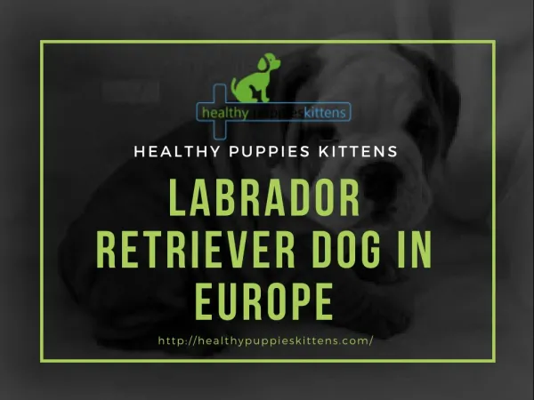 Labrador Retriever Dog in Europe
