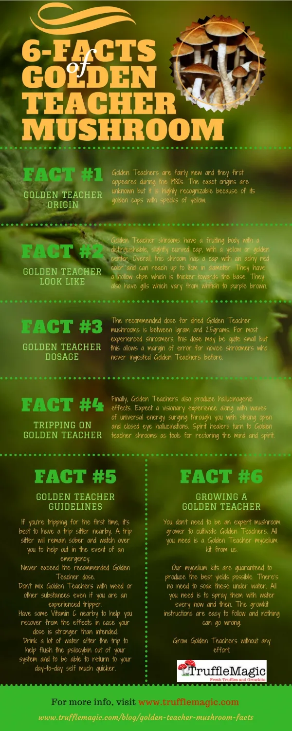 6 Facts of Golden Teacher Mushroom