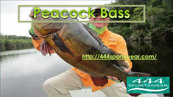 Peacock Bass