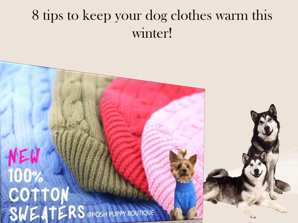 8 tips to keep your dog clothes warm this winter