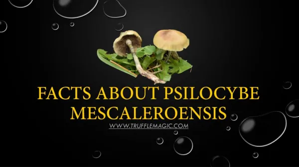Facts About Psilocybe Mescaleroensis