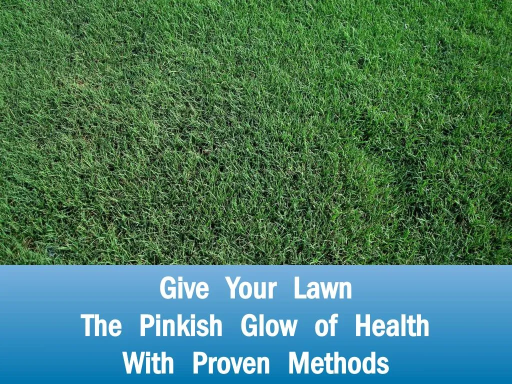 give your lawn the pinkish glow of health with