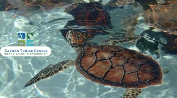 King of all Grand Cayman excursions the Turtle centre