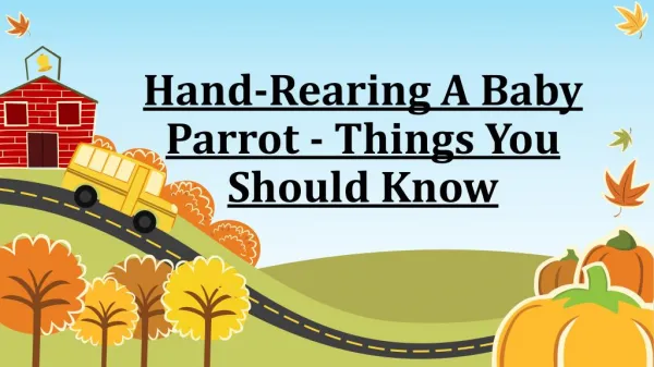 Things You Should Know About Hand-Rearing A Baby Parrot