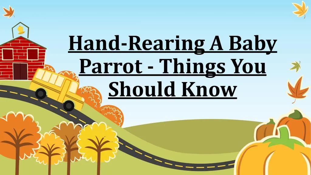 hand rearing a baby parrot things you should know