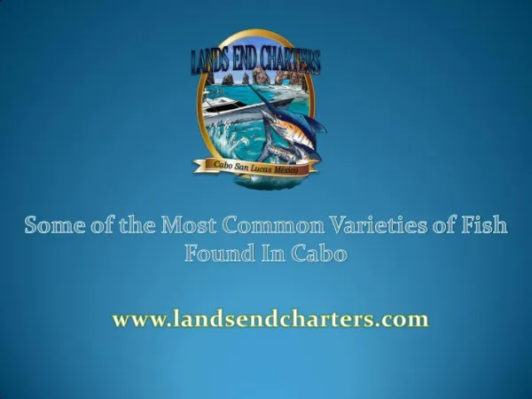 Some of the Most Common Varieties of Fish Found In Cabo