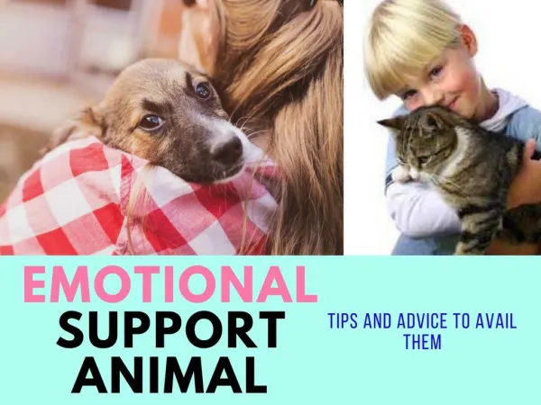Where to Get Emotional Support Animal Letter?