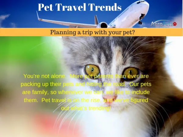 Need Information On Pet Travel Service?